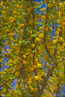 Acacia farnesiana2